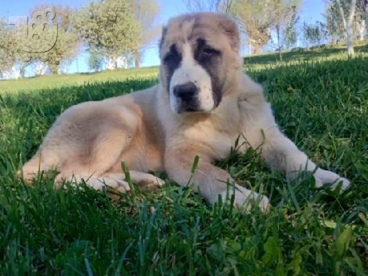 PoulaTo: Κουτάβια Shepherd της Κεντρικής Ασίας